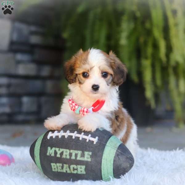 Scout, Cavachon Puppy